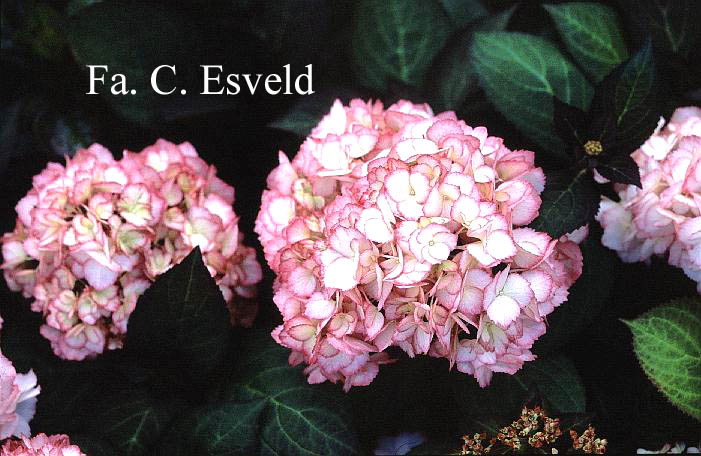 Hydrangea macrophylla 'Ripple'