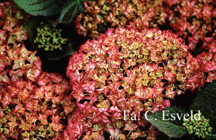 Hydrangea macrophylla 'Selma'