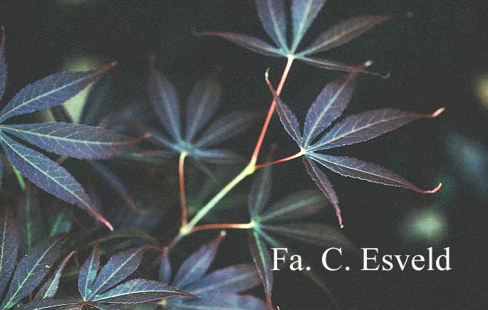 Acer palmatum 'Emperor I'