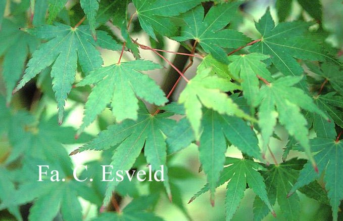 Acer palmatum 'Olga'