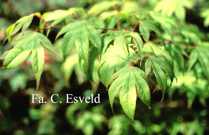 Acer palmatum 'Lucky Star'