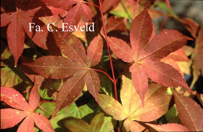 Acer palmatum 'Green Star'