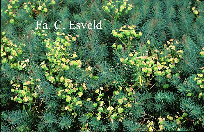 Euphorbia cyparissias 'Clarice Howard'