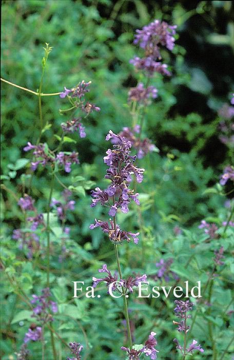 Nepeta grandiflora 'Wild Cat'