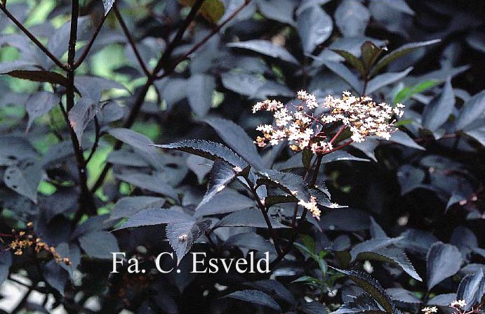 Sambucus nigra 'Gerda' (BLACK BEAUTY)