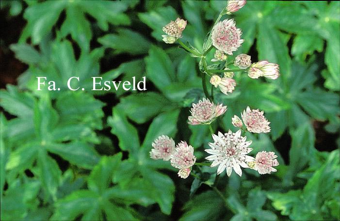 Astrantia major 'Sunningdale Variegated'