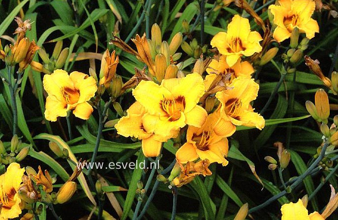 Hemerocallis 'Little Paul'