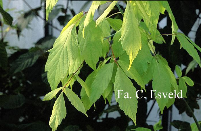 Acer negundo 'Auratum'