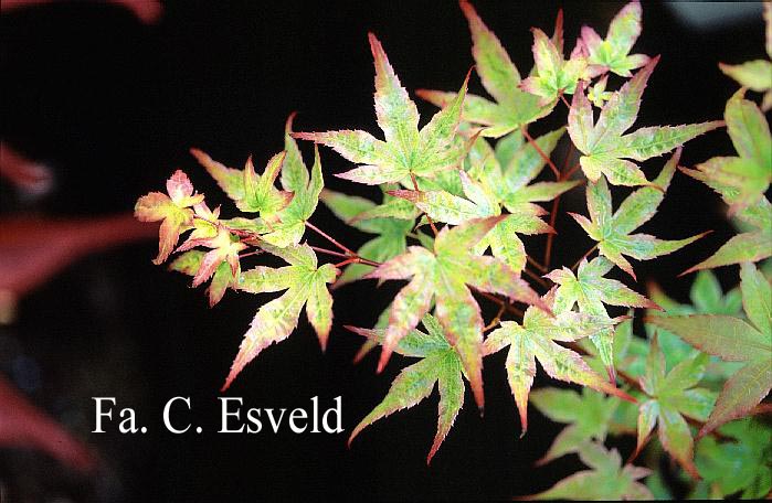 Acer palmatum 'Tohoku shichihenge'