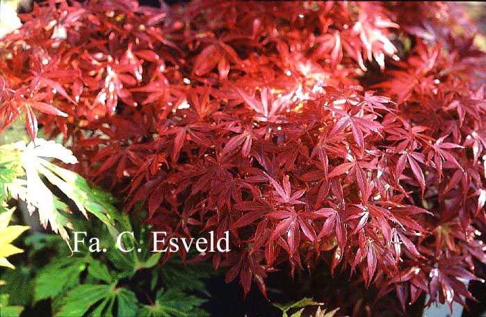 Acer palmatum 'Dr. Tilt'