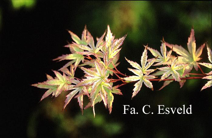Acer palmatum 'Alpenweiss'