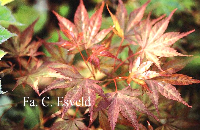 Acer palmatum 'Will's Devine'