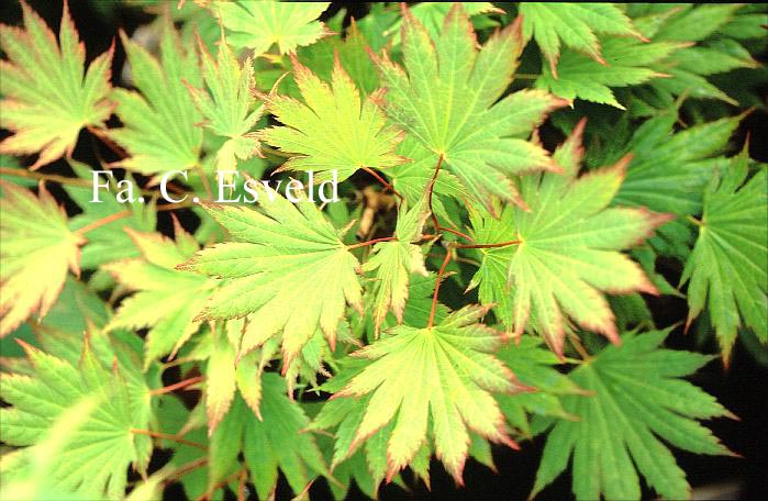 Acer japonicum 'Kalmthout'