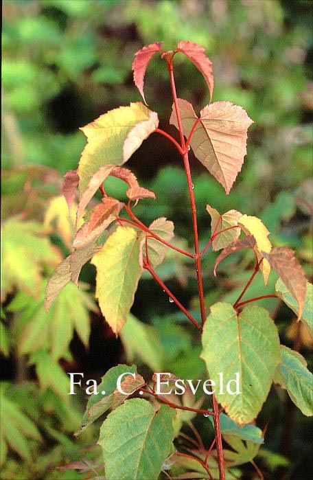 Acer pectinatum 'Mozart'