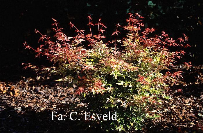 Acer palmatum 'Beni zuru'