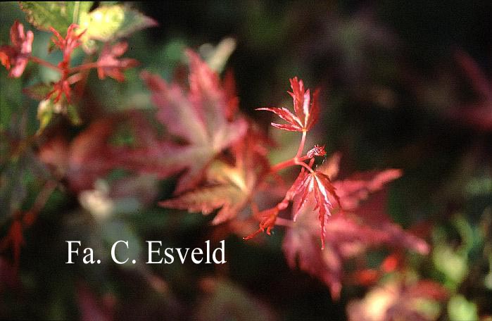 Acer palmatum 'Marakumo' (Hort. non Japan)