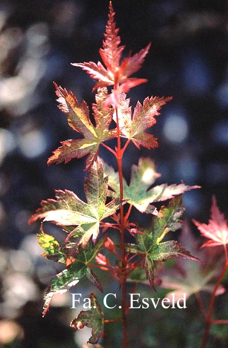 Acer palmatum 'Marakumo' (Hort. non Japan)