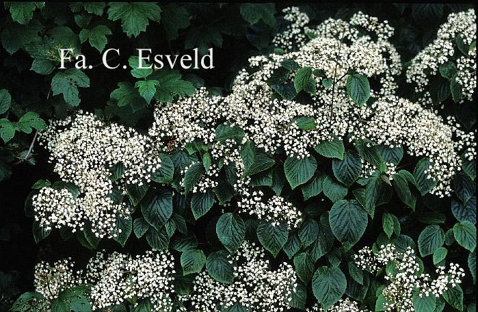 Viburnum betulifolium