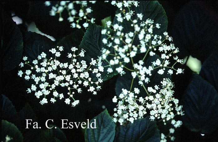 Viburnum betulifolium