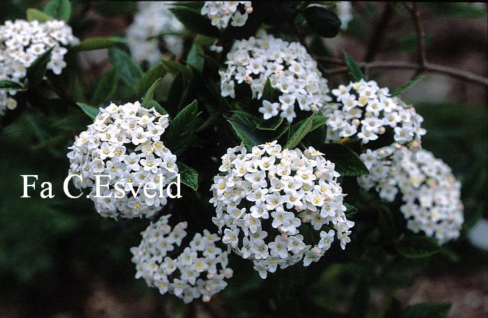 Viburnum burkwoodii 'Mohawk'