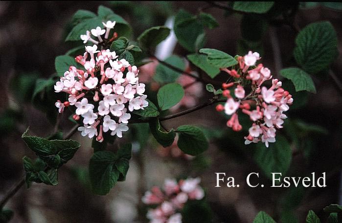 Viburnum carlesii 'Charis'