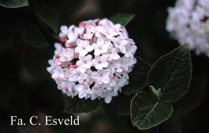 Viburnum carlesii 'Aurora'