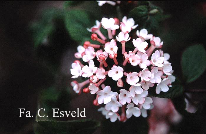 Viburnum burkwoodii 'Anne Russell'