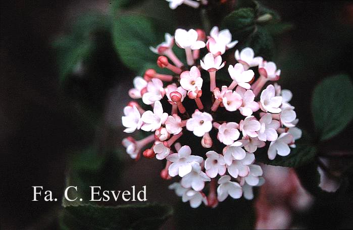 Viburnum carlesii 'Charis'