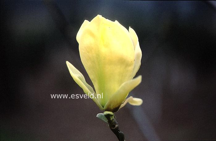 Magnolia brooklynensis 'Yellow Fever'