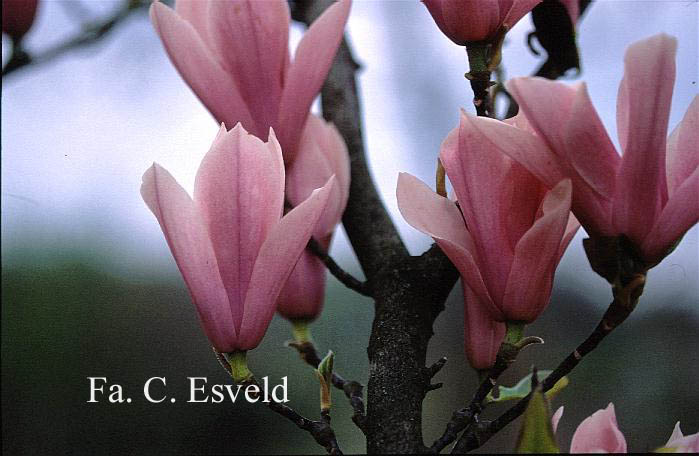 Magnolia 'Heaven Scent'