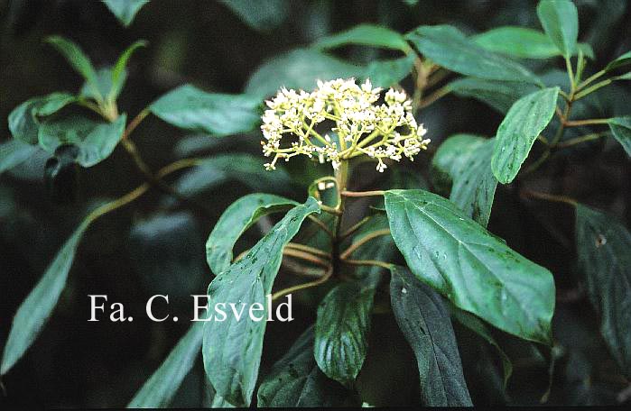 Viburnum cylindricum