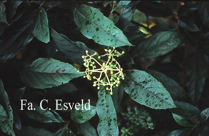 Viburnum cylindricum
