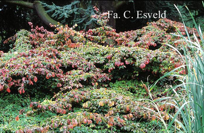 Parrotia persica 'Pendula'