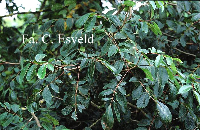 Meliosma beaniana