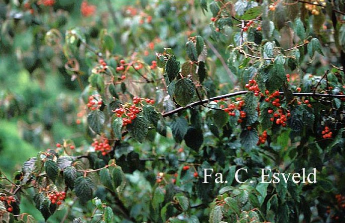 Viburnum betulifolium