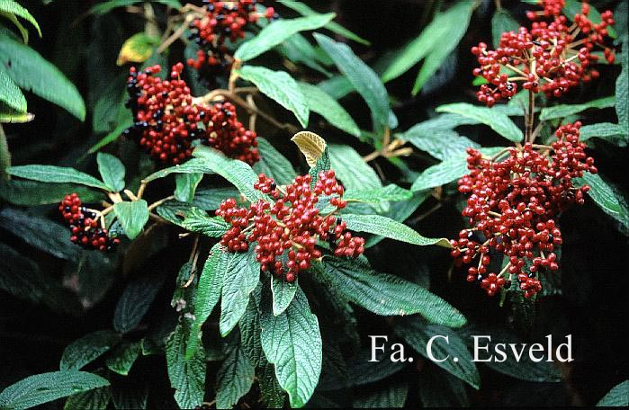 Viburnum rhytidophyllum