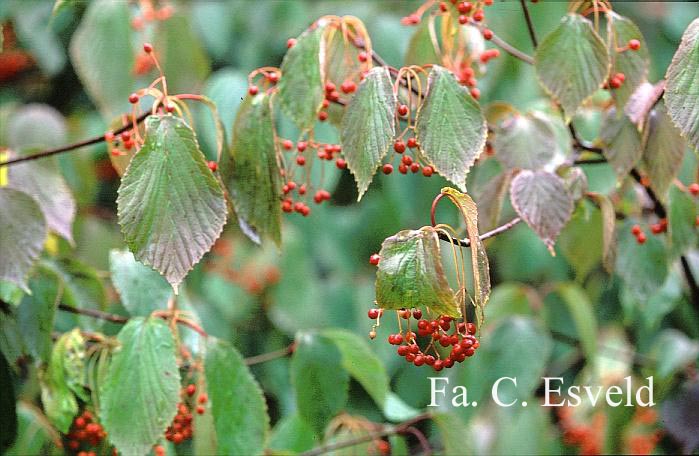 Viburnum betulifolium