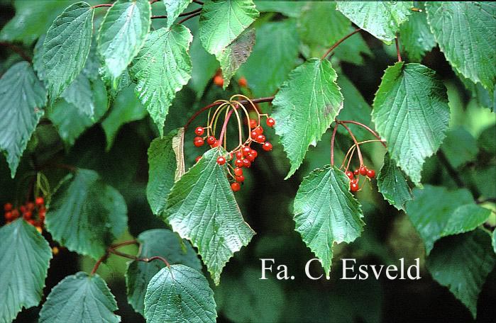 Viburnum betulifolium