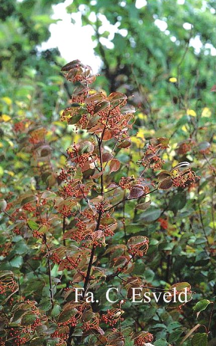 Viburnum betulifolium