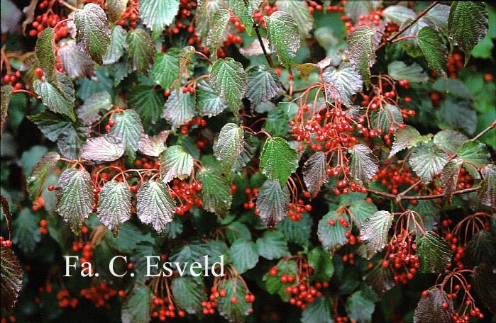 Viburnum betulifolium