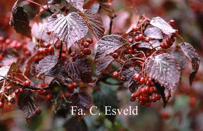 Viburnum betulifolium