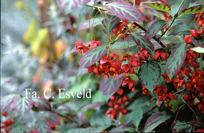 Euonymus planipes