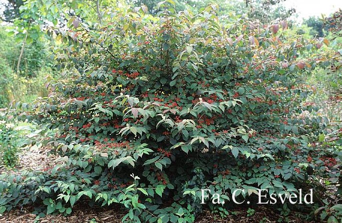 Viburnum plicatum 'Dart's Red Robin'