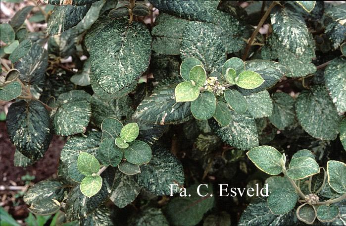Viburnum lantana 'Discolor'