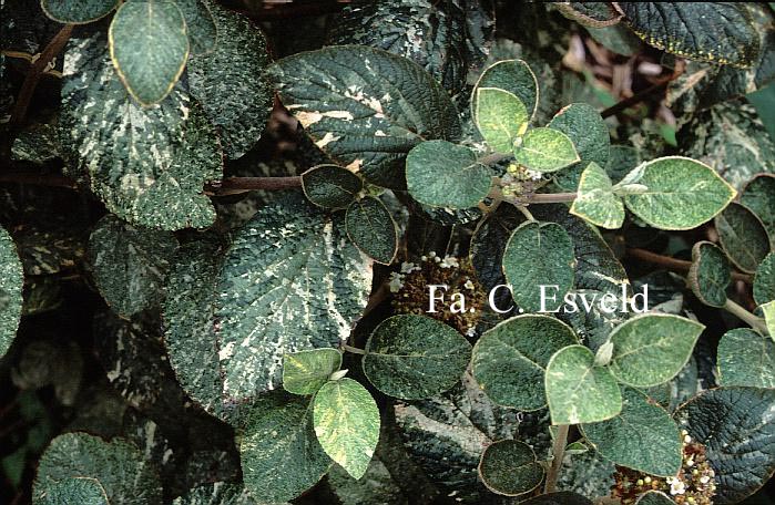 Viburnum lantana 'Discolor'