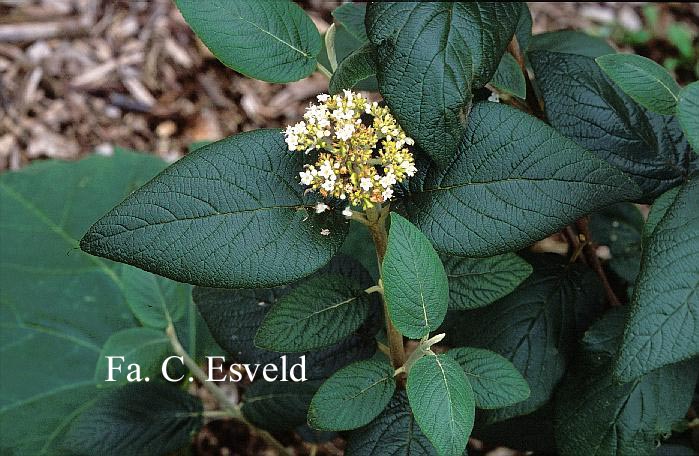 Viburnum lantana 'Rugosum'