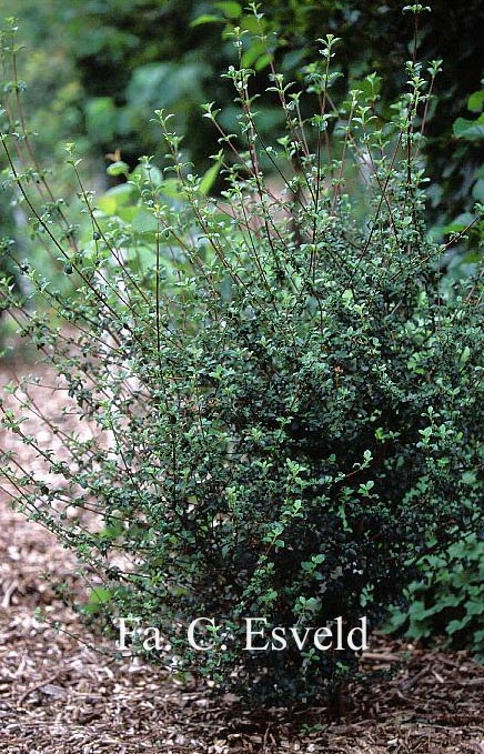 Viburnum parvifolium