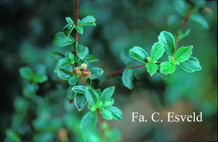 Viburnum parvifolium