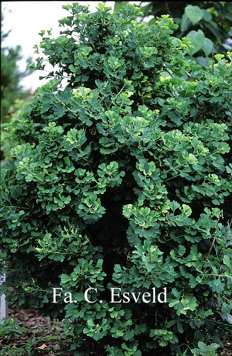 Ginkgo biloba 'Globus'