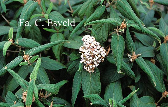 Viburnum buddleifolium